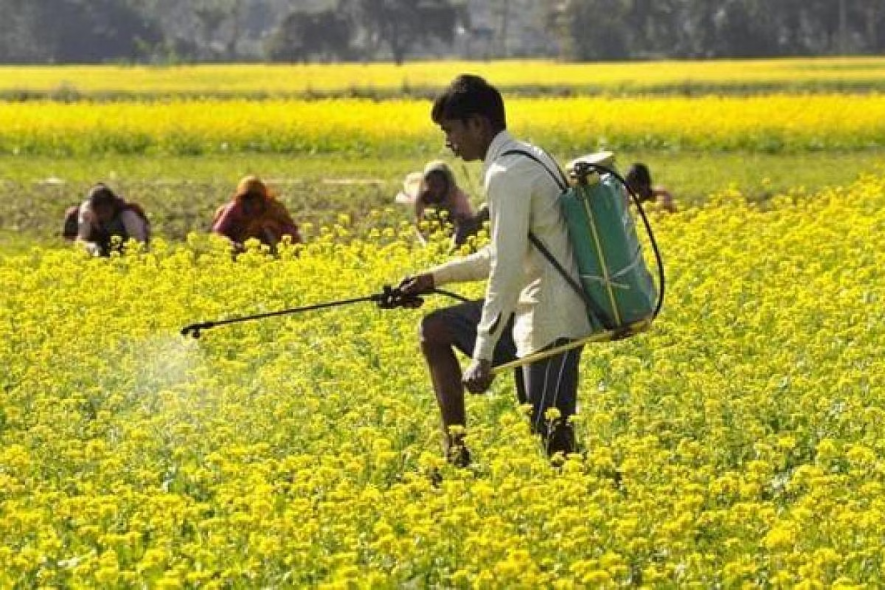 Genetically Modified mustard