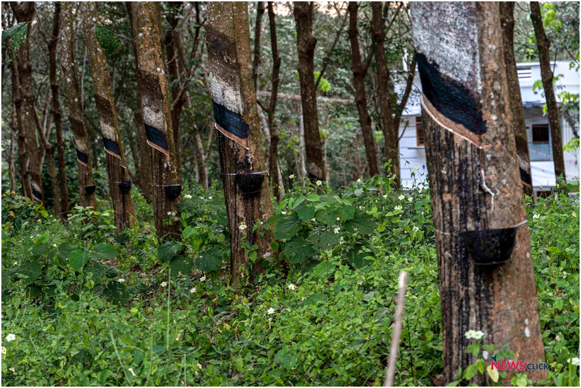 Rubber Plantation