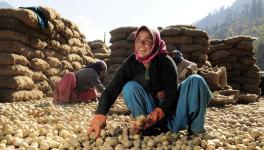 Potato farmers in himachal pradesh