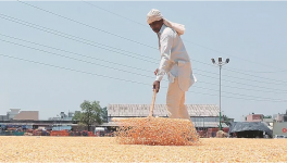 indian farmer 