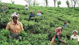 ASSAM TEA WORKER