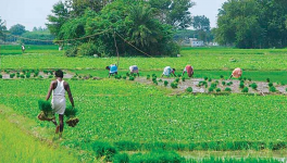 कॉन्ट्रैक्ट खेती