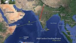 Pied cuckoo map