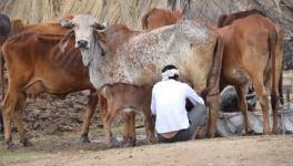 एक छलावा बन गई गाय की विरासत!