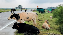 stray cattle