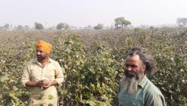 cotton farmers