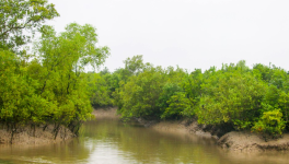 Sunderbans