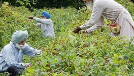 farmer