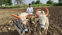 महाराष्ट्र: फ़सल बीमा ने किसानों के ज़ख़्मों पर छिड़का नमक